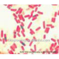 Bacillus probiotic